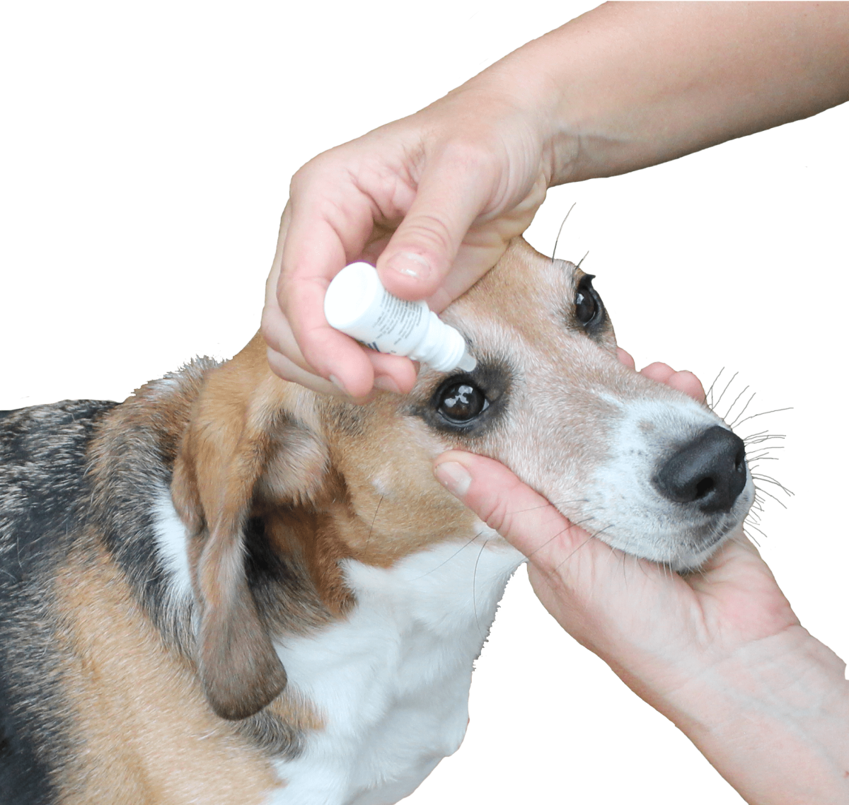 Medical Training Augentropfen Verhaltensmedizin bei Hund und