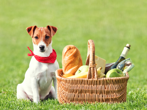 Hund mit Picknickkorb