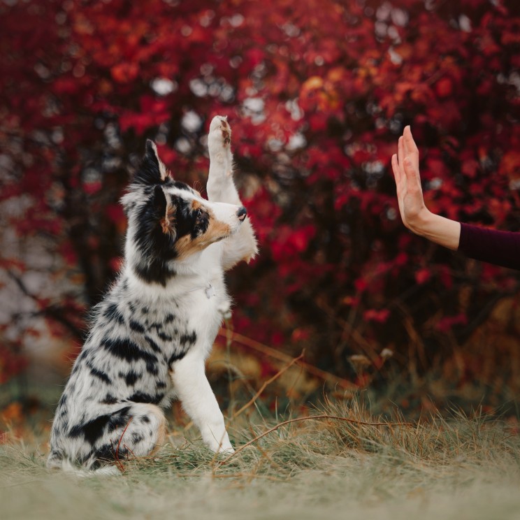 happy border collie puppy gives paw to owner outdoors