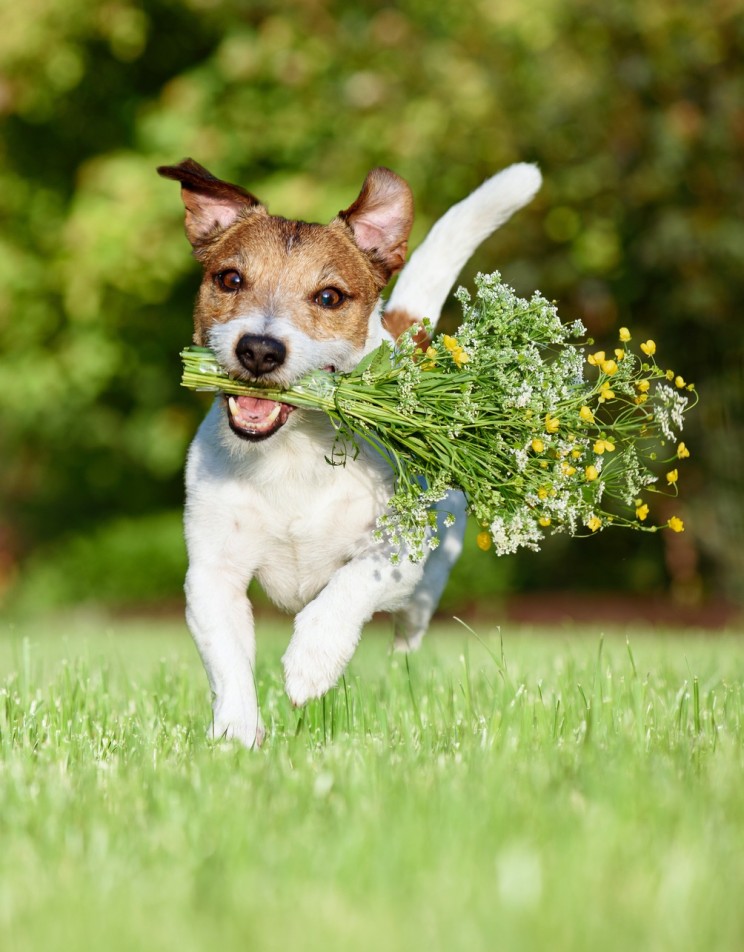 Hund mit Blumenstrauss