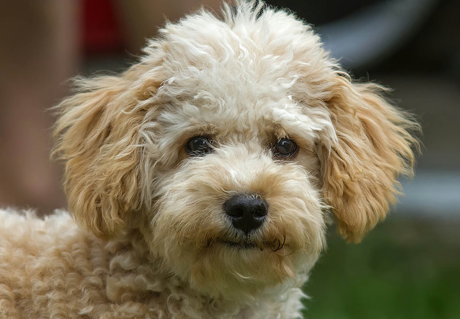 kleiner Hund