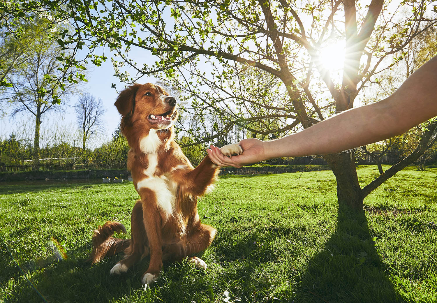 Hund auf einer Wiese