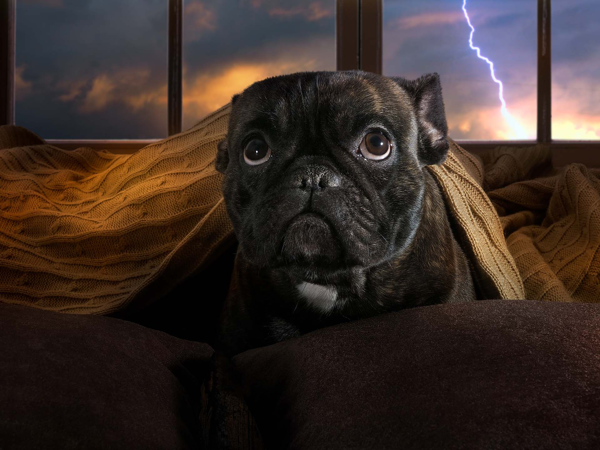 Kleiner schwarzer Hund