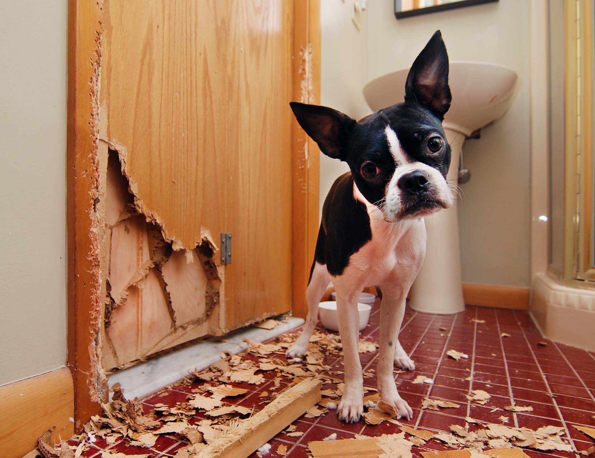 kleiner Hund im Bad