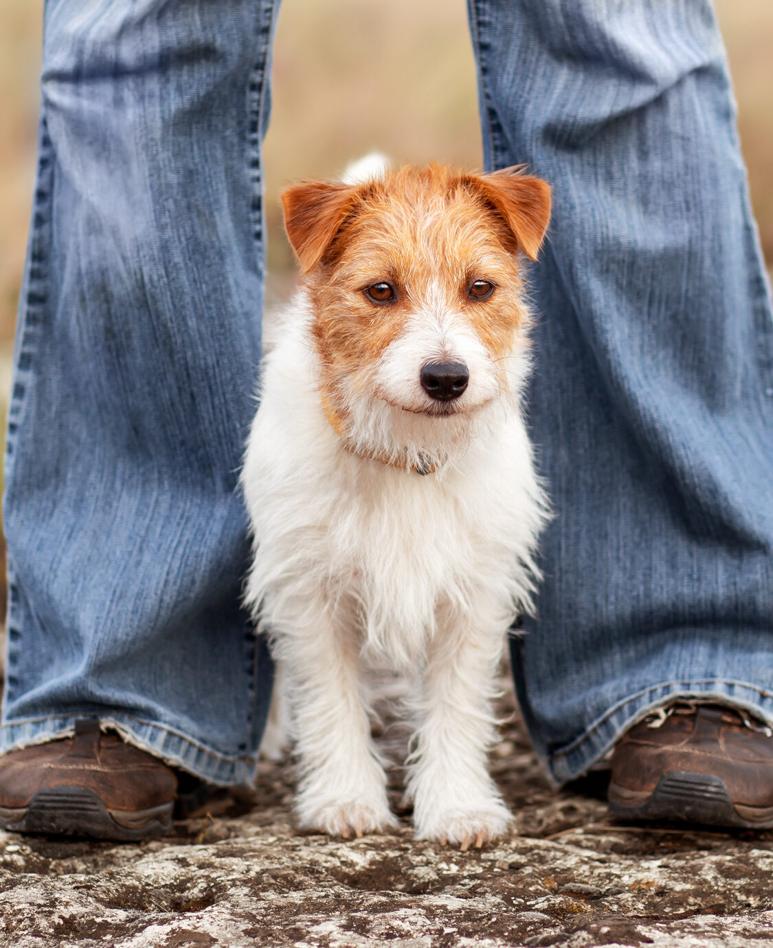 Jack Russell Terrier Welpe