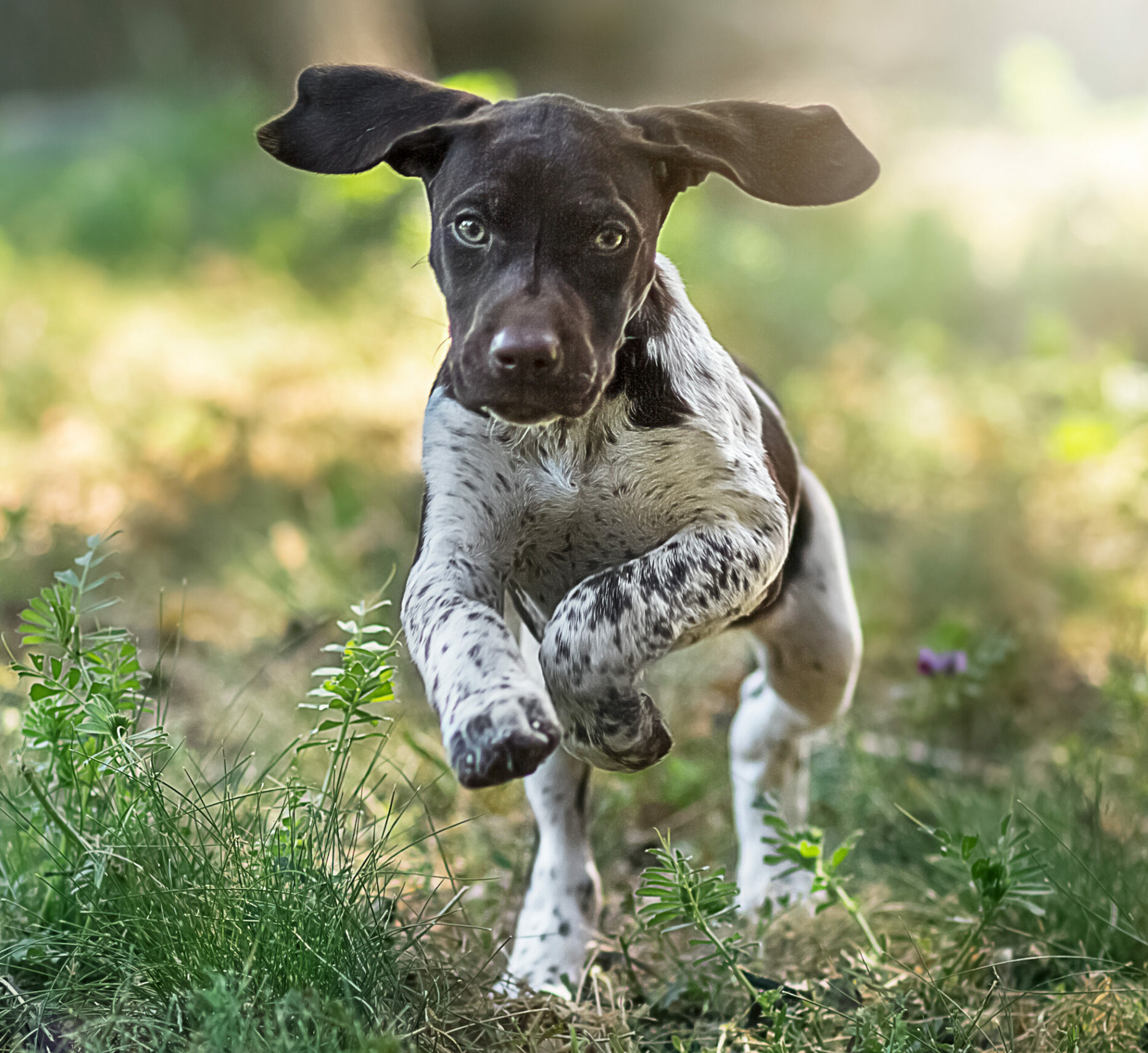 Jack Russell Terrier Welpe