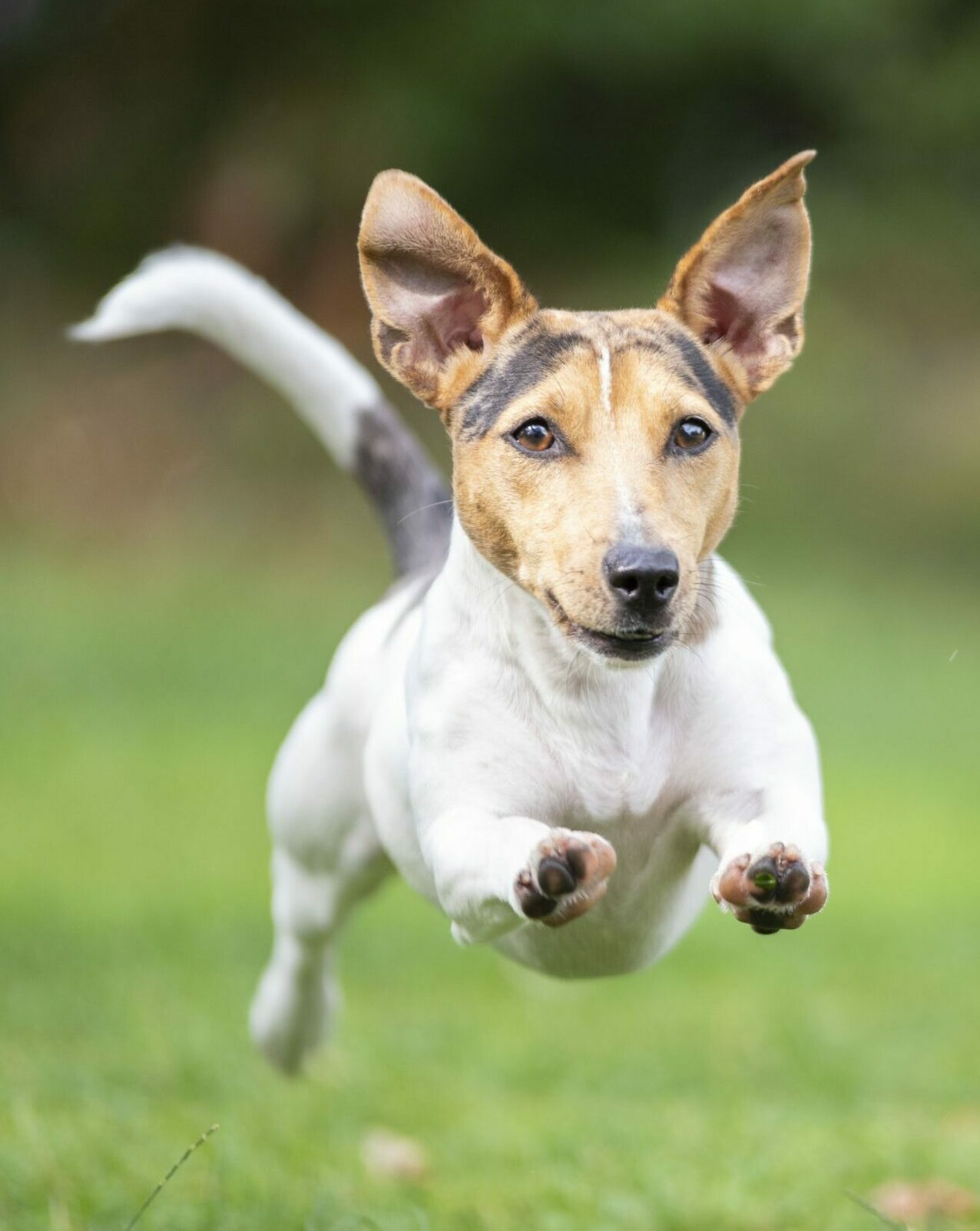 Jack Russell Terrier Welpe