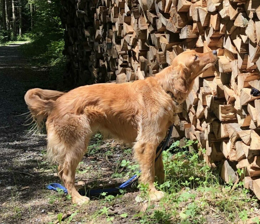 Welpenkurs