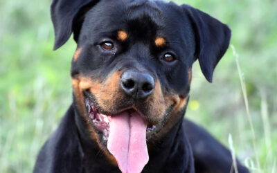 Verbot von Rottweilern im Kanton Zürich