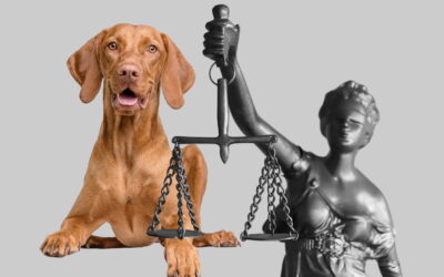 Neues Hundegesetz Kanton Zürich
