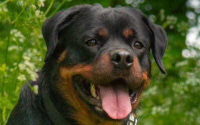 Haltebewilligung für Rottweiler Kanton Zürich
